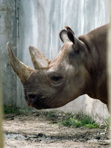 black rhino2