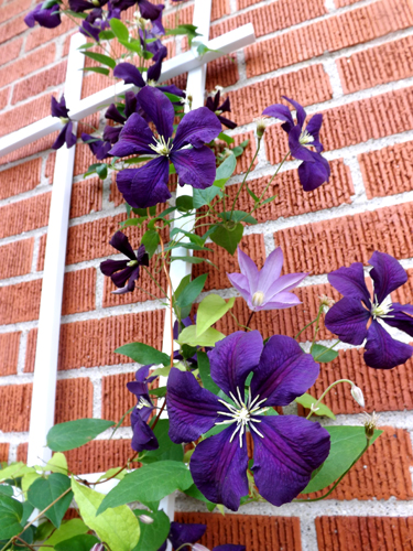 clematis