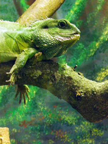 iguana