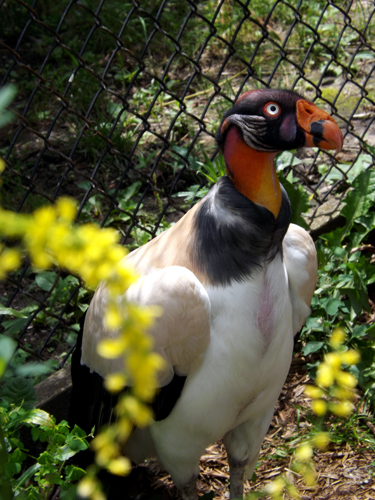 king vulture