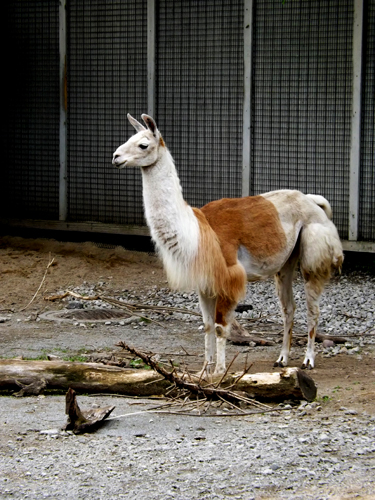 llama