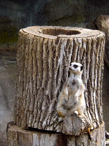 meerkat2