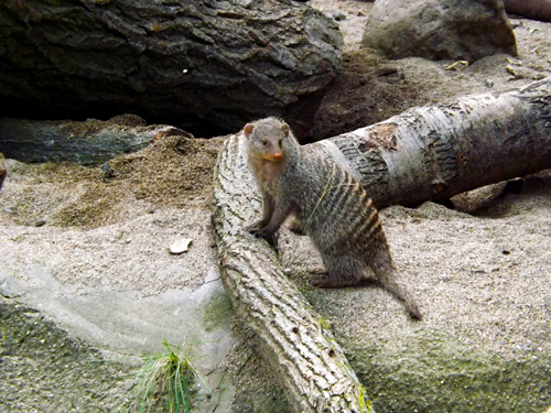 mongoose