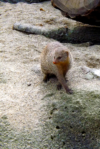 mongoose2