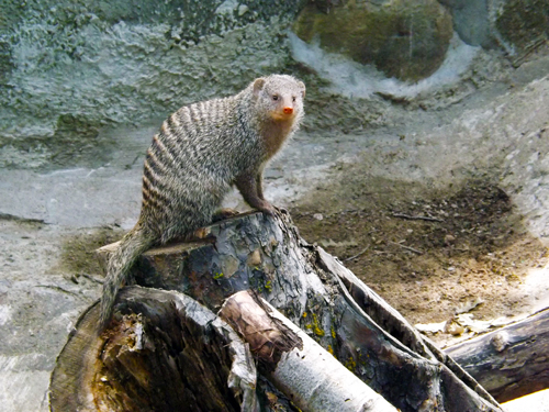 mongoose3