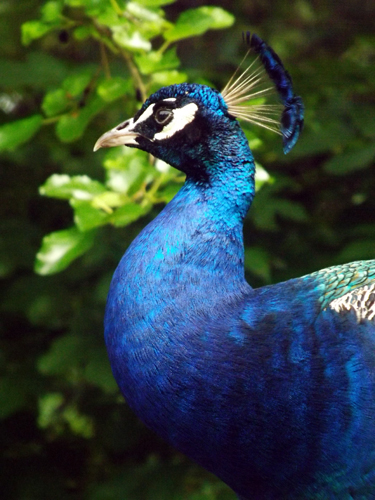 peacock