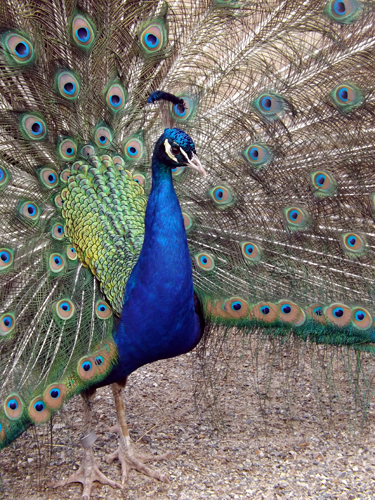 peacock2