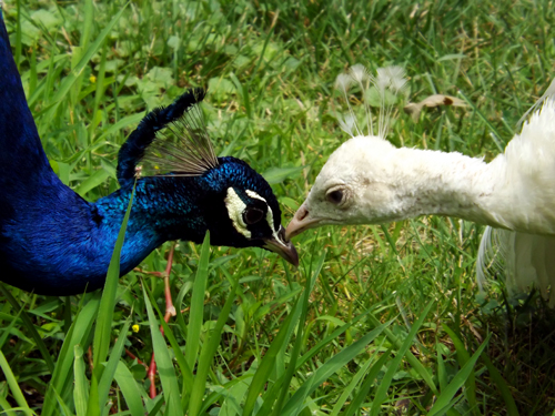 peacocks