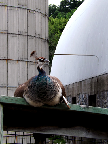 peahen