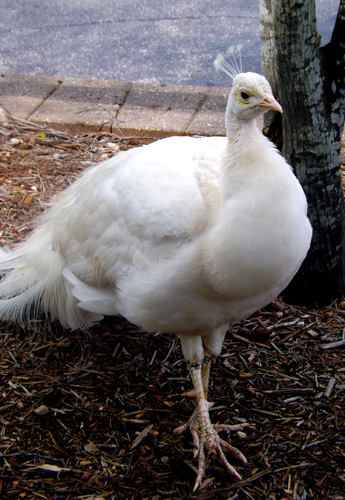 white peacock